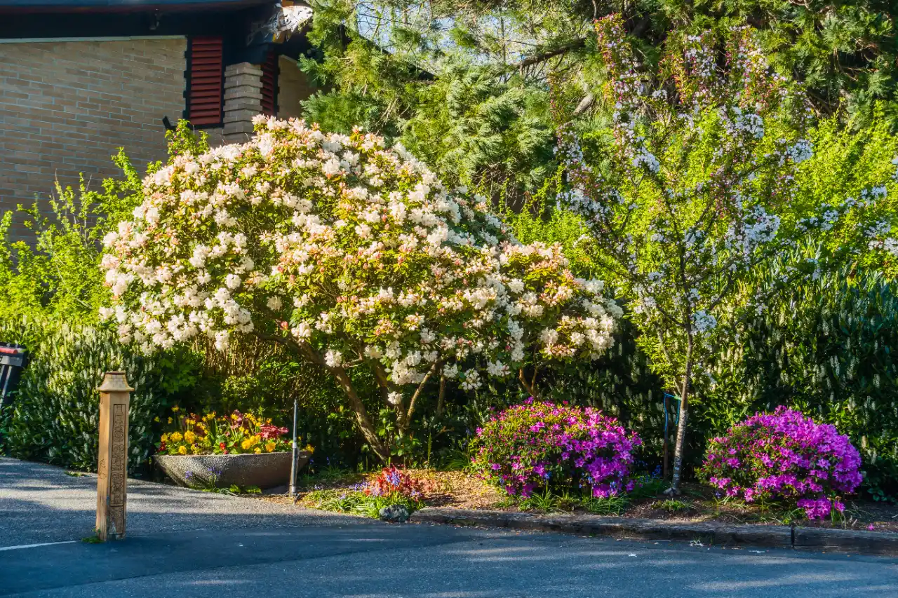 Shrubs in full bloom in New Jersey
